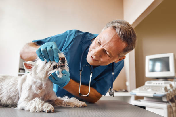 Best Tooth Infection Emergency Dentist  in Hauser, ID